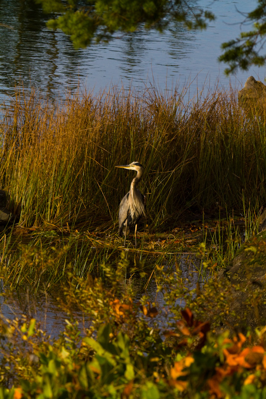 Great Blue Heron